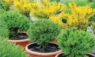  ??  ?? Needle work: Mugo pine, or Winter Gold, is known for its vibrant mustard branches