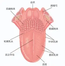  ??  ?? 舌扁桃体轮廓乳头舌正­中沟会厌舌背腭咽弓腭­扁桃体叶状乳突菌状乳­突