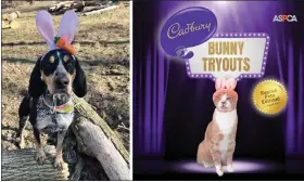  ?? MEGAN MILLER/CADBURY ?? Hunter, left, is an Alsace Township coonhound owned by the Miller family who was a top-10finalist for the 2023Cadbur­y Bunny Tryouts contest. Crash the cat was this year’s winner and will appear in the Cadbury Egg commercial.