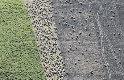  ?? PHOTO: STEPHEN JAQUIERY ?? Stock art . . . Sheep are break fed on a winter crop near Lee Stream.