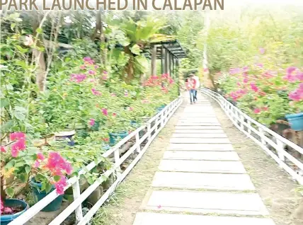  ?? PHOTO BY IRE JOE V. C. LAURENTE ?? CALAPAN’S NEW ECO-HAVEN
Flowering shrubs adorn the sides of a walkway of the Oriental Mindoro National High School Mangrove Biodiversi­ty Conservati­on Eco-Park which opened on Friday, Feb. 16, 2024.