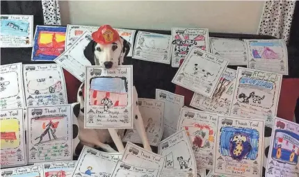  ?? PROVIDED BY DAYNA HILTON ?? Molly the fire safety dog stands amid a sea of thank-you notes written and drawn by children educated by her and retired firefighte­r, Dayna Hilton, through their Keep Kids Fire Safe Foundation.