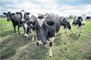  ?? DARRYL DYCK THE CANADIAN PRESS FILE PHOTO ?? According to the U.S. Department of Agricultur­e, annual per cow milk production rose 12 per cent across a 10-year span to 2017. This past spring, U.S. milk prices fell to a 10-year low.