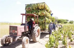  ?? Picture: Joseph Manditswar­a ?? Chaffield Farm workers in Darwendale, Mashonalan­d West, load harvested tobacco onto a tractor-drawn tobacco curer for transporta­tion to barns for curing recently.