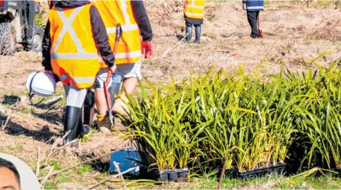  ?? ?? Native plants ready to go in the ground at Parahaki Island at the western end of the project.