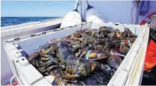  ?? TELEGRAM FILE PHOTO ?? Lobster is the most valuable seafood produced by Atlantic Canada. According to Statistics Canada, Nova Scotia’s live lobster exports in 2020 were about $800 million and the export value of frozen in shell lobster from the Atlantic provinces was about the same.
