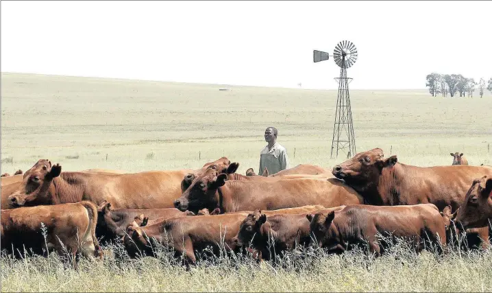  ?? PICTURE: SIPHIWE SIBEKO / REUTERS ?? BENEFICIAR­Y: Koos Mthimkhulu inspects his herd of cattle at his farm in Senekal in the eastern Free State, in this 2012 file photo. South Africa’s plans to undo the wrongs of apartheid by returning land seized from native blacks is embodied in the life...