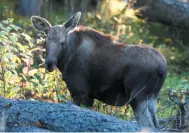  ?? NORTHERN LIGHTS WILDLIFE SOCIETY PHOTO VIA CP ?? One of two orphaned moose calves rescued near Prince George in May and rehabilita­ted at the Northern Lights Wildlife Society in Smithers is shown.