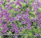  ??  ?? Geranium Rozanne in full flower