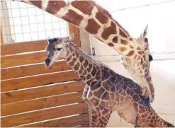  ?? —AP ?? NEW YORK: In this file photo, provided by Animal Adventure Park in Binghamton, NY, a giraffe named April licks her new calf.