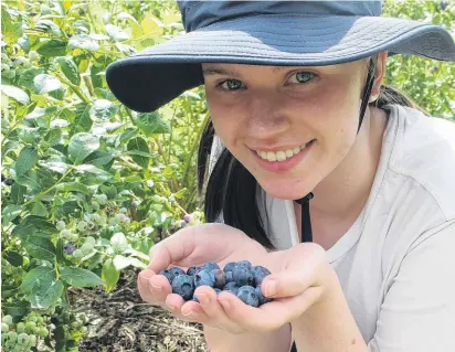  ??  ?? In the field . . . Annabel Murphy, of Invercargi­ll, is enjoying her first season of blueberry picking while she is on holiday from university.