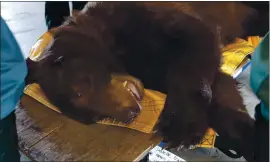  ?? KIRSTEN MACINTYRE — CALIFORNIA DEPARTMENT OF FISH AND WILDLIFE ?? A black bear is weighed prior to assessment of his injuries on Sept. 21 at the Wildlife Investigat­ions Lab in Rancho Cordova.