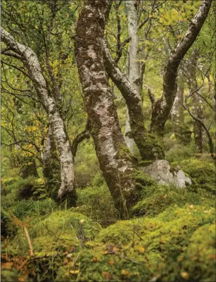  ?? PHOTOGRAPH­S: JILL DONNACHIE /PHILFORMBY/DEREK MCGINN ?? Left: Ben Shieldaig; Below: Dalavich; Right: a west coast pinewood at Coille Phuiteacha­n. Each is a precious habitat