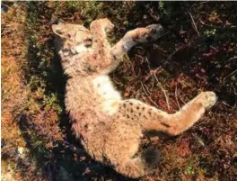  ?? FOTO: PETER HERMANSEN, STATENS NATUROPPSY­N ?? Den skadde hunngaupa som ble avlivet på Straume i Valle mandag hadde trolig brukket en fot. Nå oppsøker det som trolig er ungen hennes bebygde strøk i Valle.