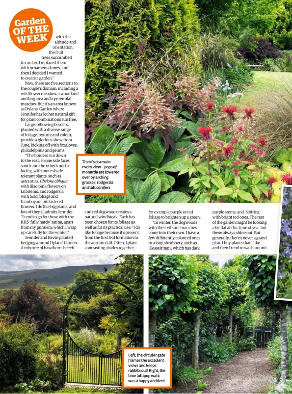  ??  ?? There’s drama in every view – pops of monarda are towered over by arching grasses, rodgersia and tall conifers Left, the circular gate frames the excellent views and keeps rabbits out! Right, the lime lollipop walk was a happy accident