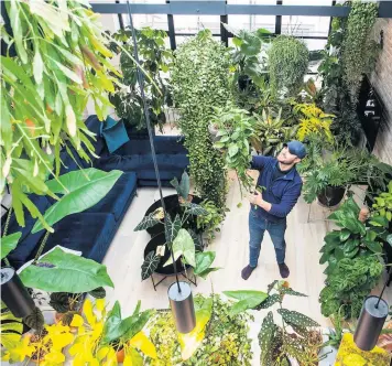  ?? Pictures: SWNS ?? Tony Le-britton who has a vast jungle in his front room