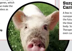  ?? SHUTTERSTO­CK ?? Pigs will soon be able to supply organs for severely ill patients.