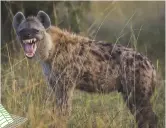  ??  ?? De centrummet­ing houdt vooral rekening met het midden van de foto, maar ook de overige gebieden tellen mee. De hyena neemt relatief veel ruimte in. De centrummet­ing zorgt ervoor dat de belichting is geconcentr­eerd op het dier; het gras is minder...