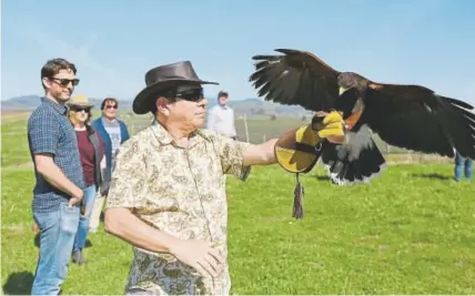  ?? Eric Risberg, The Associated Press ?? A Harris’s hawk lands on the arm of Nick Kontis during a falconry vineyard experience at Bouchaine Vineyards in Napa, Calif., in March.