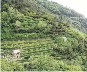  ??  ?? Wine country . . . The steep stepped vineyards of Cinque Terre.