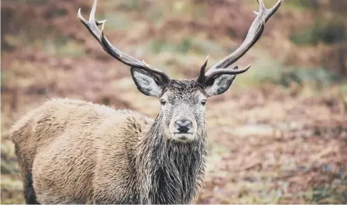  ?? PICTURE: GETTY IMAGES ?? 0 Landowners group attacks cull call, saying it contradict­ed a report from Scottish Natural Heritage