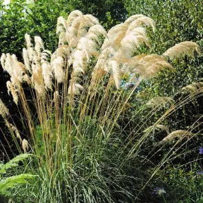  ??  ?? Tall and lovely, pampas grass can create a clump up to three metres in height