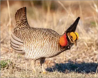  ?? COURTESY NATTAPONG ASSALEE, ISTOCK ?? A lesser prairie chicken in Northern Oklahoma in 2021.