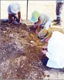  ?? ?? CMP archaeolog­ists carefully sift through the dug up soil