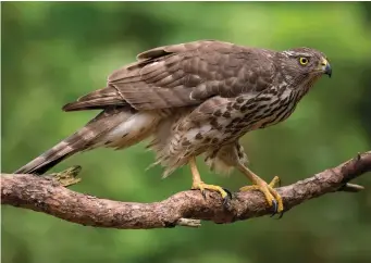  ?? ?? TWELVE: Northern Goshawk (Utrecht, The Netherland­s, 27 February 2015). Juvenile Northern Goshawks, unlike their smaller cousins, show distinct longitudin­al dropshaped marks on the underparts. The face pattern is more subdued than that of adults, but the heavy structure is the same. Note the typical large body, small-looking head and thick tarsi and toes.