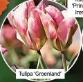  ?? ?? Tulipa ‘Groenland’