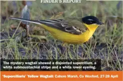  ??  ?? The mystery wagtail showed a disjointed superciliu­m, a white submoustac­hial stripe and a white lower eyering.
‘Supercilia­ris’ Yellow Wagtail: Cahore Marsh, Co Wexford, 27-28 April