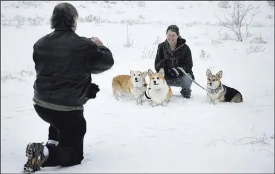  ?? DAVID GUZMAN LAS VEGAS REVIEW-JOURNAL @ DAVIDGUZMA­N1985 ?? ABOVE: Amanda Marcus of San Diego and her three corgis pose as her father, Mitch Marcus, snaps a photo Saturday outside the Spring Mountains Visitor Gateway on Mount Charleston.
LEFT: A man tries to push a truck stuck in the plentiful snow on Saturday...