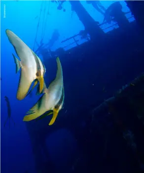  ?? ?? Batfish at a wreck off South Ari Atoll