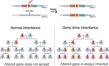  ??  ?? How a gene drive using CRISPR passes a particular trait through generation­s.