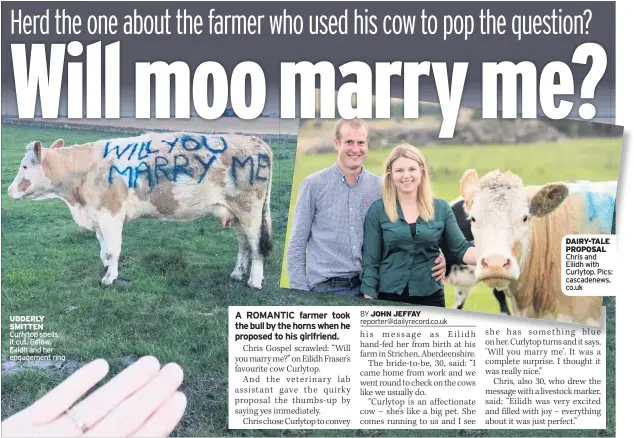  ??  ?? UDDERLY SMITTEN Curlytop spells it out. Below, Eilidh and her engagement ring DAIRY-TALE PROPOSAL Chris and Eilidh with Curlytop. Pics: cascadenew­s. co.uk