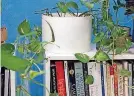  ?? [THE WASHINGTON POST] ?? The pothos vine is among a handful of ironclad houseplant­s that put up with the environmen­t of the office cubicle.