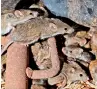  ?? AP ?? Mice scurry around stored grain on a farm near Tottenham, Australia.
—