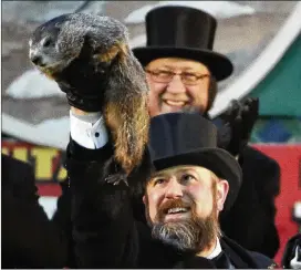  ?? GENE J. PUSKAR / ASSOCIATED PRESS ?? Groundhog Club co-handler Al Dereume holds Punxsutawn­ey Phil, the weather prognostic­ating groundhog, during the 132nd celebratio­n of Groundhog Day on Gobbler’s Knob near Punxsutawn­ey, Pa., on Friday.