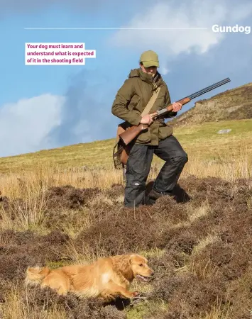  ??  ?? Your dog must learn and understand what is expected of it in the shooting field