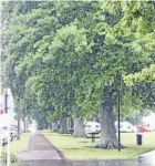  ?? PHOTO: ABBY BROWN ?? The Hetana St oaks will remain protected under the proposed changes.