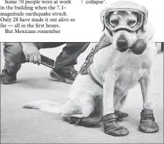  ??  ?? Frida with her handler Israel Arauz Salinas, takes a break while participat­ing in the effort to look for people trapped at the Rebsamen school in Mexico City. — AFP photo