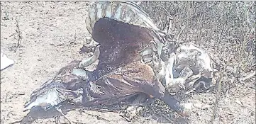  ?? ?? Mahlatsini Matsenjwa said 49 of his cattle died as a result of El Nino. This carcass was found in his kraal.