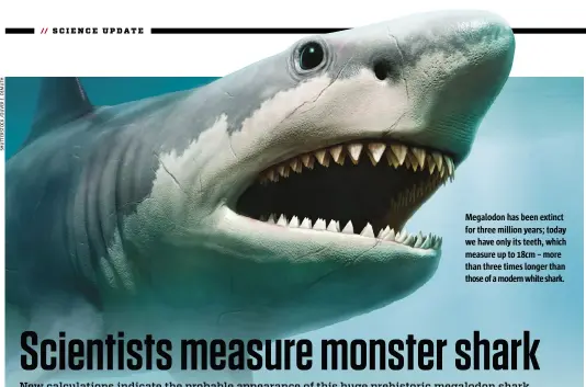  ??  ?? Megalodon has been extinct for three million years; today we have only its teeth, which measure up to 18cm – more than three times longer than those of a modern white shark.