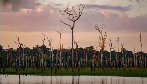  ?? ?? Des arbres morts se dressent dans une zone inondée par le barrage hydroélect­rique de Santo Antonio dans une réserve d'extraction à Jaci-Parana, dans l'État de Rondonia, au Brésil.