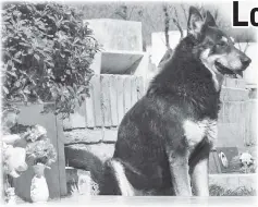  ??  ?? Capitan waiting by his deceased owner’s grave.