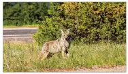  ?? DREAMSTIME/TNS CARMEN CRAIG/ ?? Like raccoons and skunks, coyotes are occasional­ly seen in urban settings. It’s important that we don’t make them too comfortabl­e with their surroundin­gs.