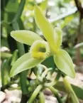 ?? Courtesy of Alan Chambers, University of Florida ?? Vanilla is the only edible fruit of the orchid family. orchid family.