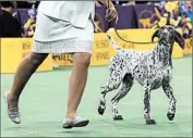  ?? STEPHANIE KEITH/GETTY IMAGES ?? C.J., a German shorthaire­d pointer, wins the sporting group competitio­n at the 140th annualWest­minster Kennel Club dog show at Madison Square Garden on Tuesday.