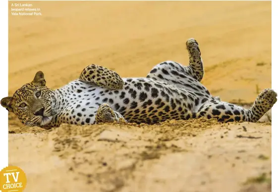  ??  ?? A Sri Lankan leopard relaxes in Yala National Park.