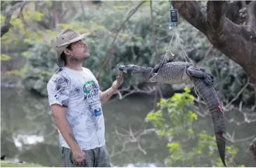  ?? Felipe Dana/The Associated Press ?? Ecology professor Ricardo Freitas weighs a broad-snouted caiman before releasing it back in a water channel in the affluent Recreio dos Bandeirant­es suburb of Rio de Janeiro, Brazil.
